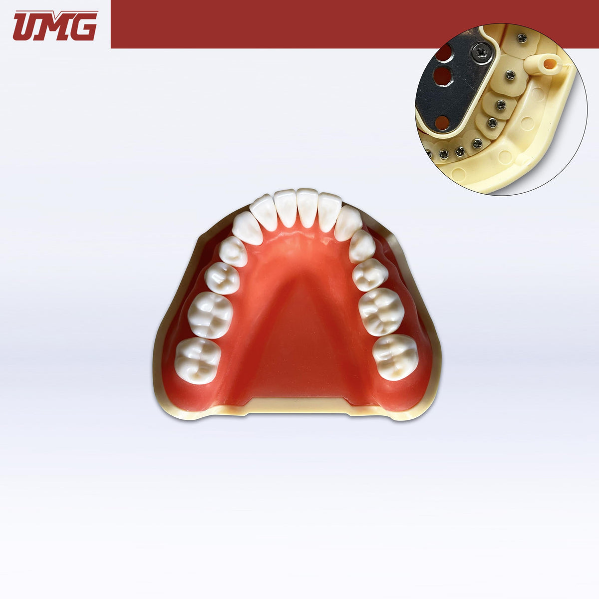 Umg Dental - Umg Model Removable Teeth Training Model Lower - Frasaco Compatible - UM - A2F