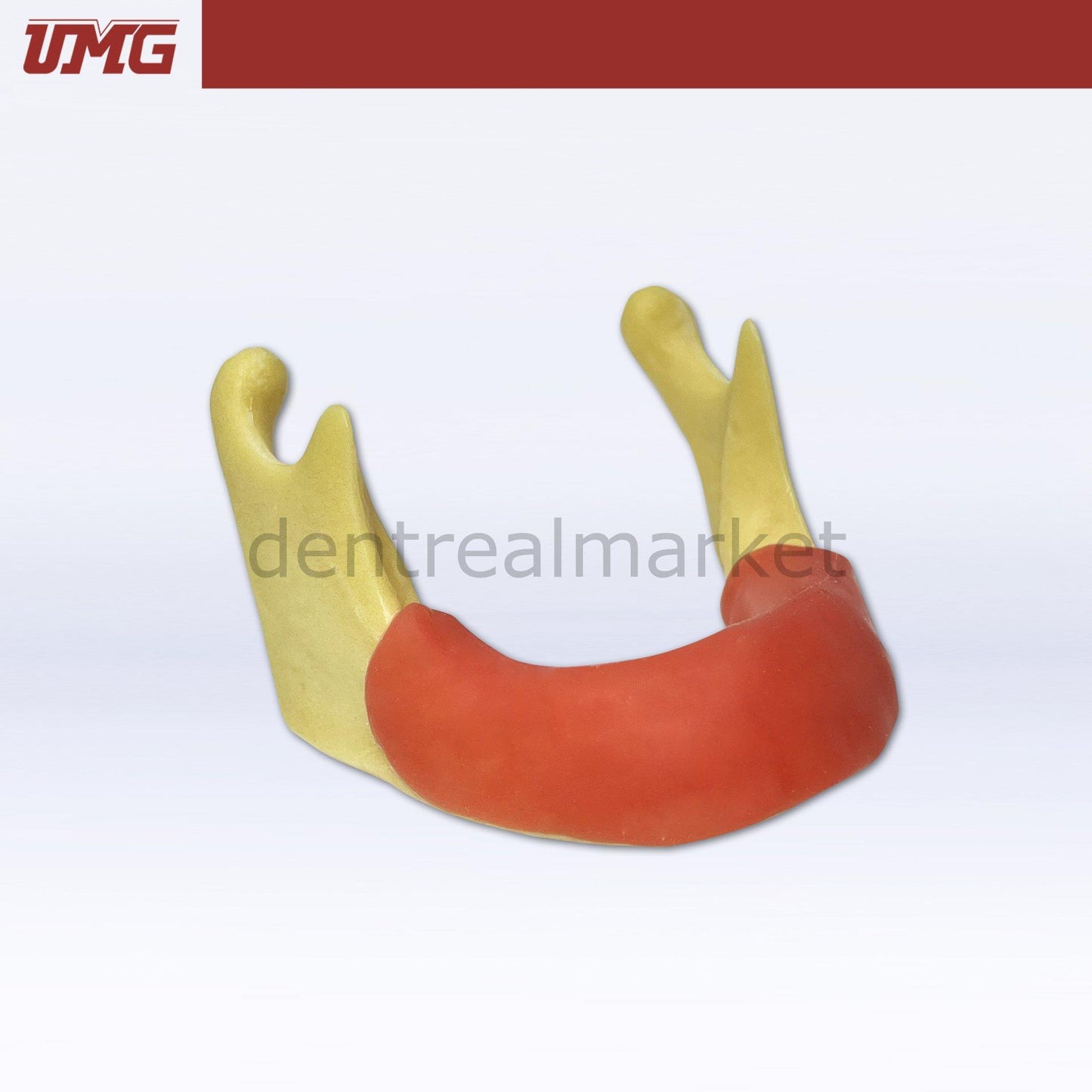 Umg Model Anatomically Shaped Bone Mandible for Implant Placement Application - UM-Z12