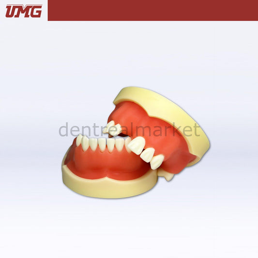 Umg Model Implant Application Training Model - UM-Z2026