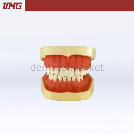 Umg Model Implant Training Model Upper-Lower Jaw - UM-2030